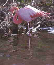 Flamingo