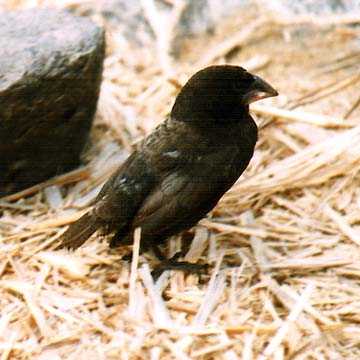 gro&szlig;er Kaktusfink