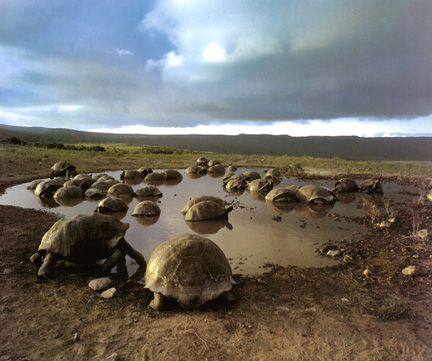 Riesenschildkr&ouml;ten