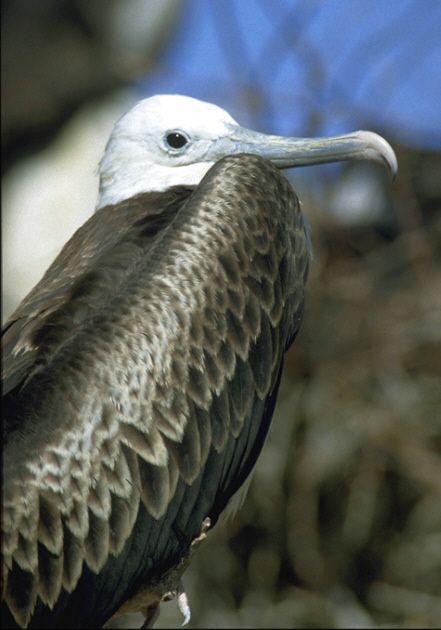 fregattvogelweibchen