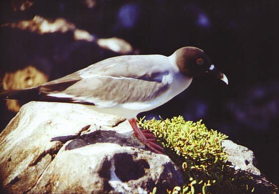 Gabelschwanzm&ouml;we