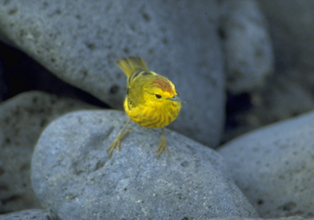 Goldwalds&auml;nger