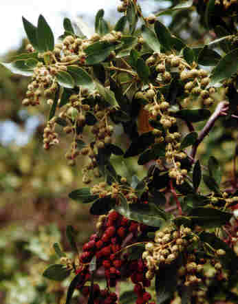Knopfmangrove