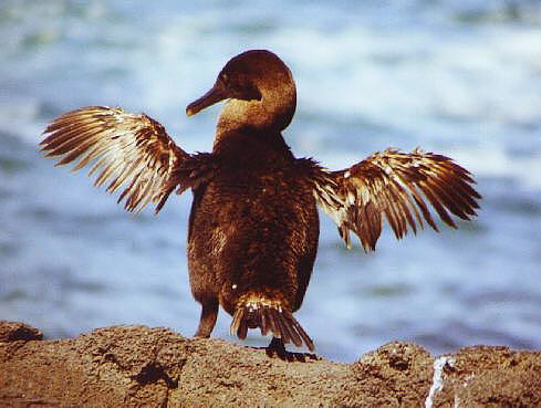 Flugunf&auml;higer Kormoran