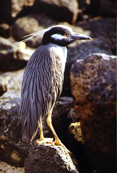 Krabbenreiher