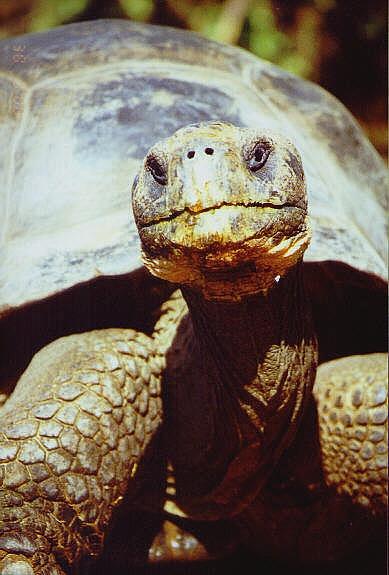 Riesenschildkr&ouml;te