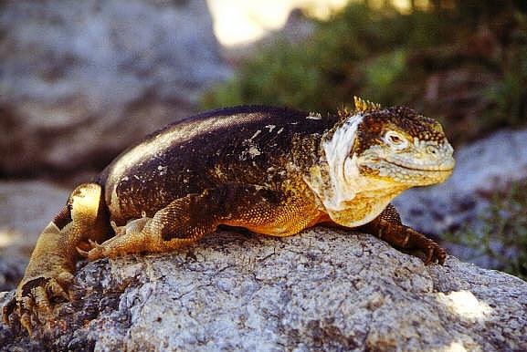 Landleguan