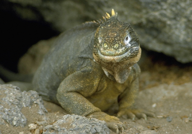 Landleguan