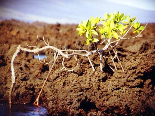 junge Mangrove