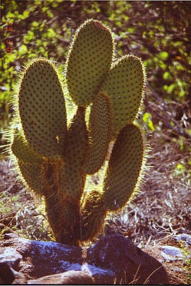 Opuntia