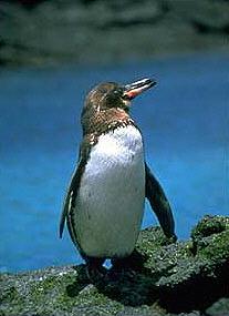 Pinguin