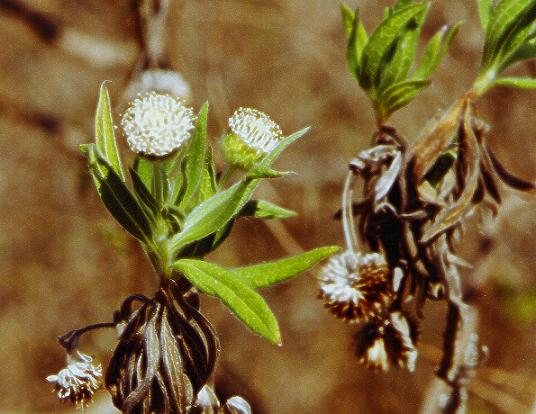 Scalesia