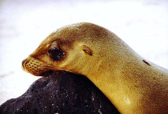 Seel&ouml;we