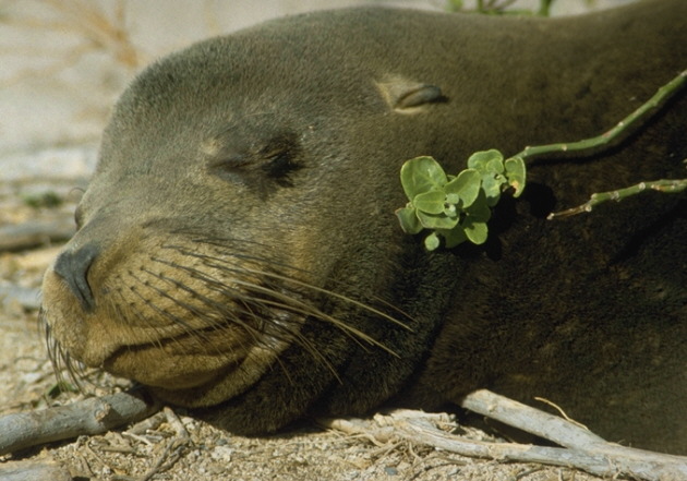Seel&ouml;we