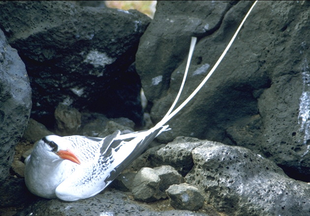 Rotschnabeltropikvogel