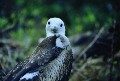 Fregattvogel