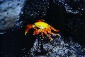 Klippenkrabbe