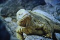 Landleguan