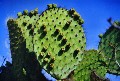 Opuntia