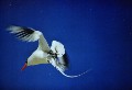 Rotschnabeltropikvogel