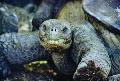 Schildkr&ouml;te
