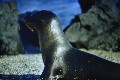 Seel&ouml;we