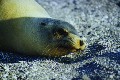 Seel&ouml;we