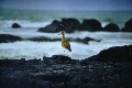 Regenbrachvogel