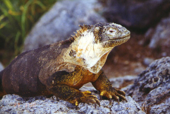 Landleguan