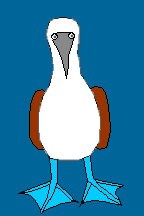 Blaufu&szlig;t&ouml;lpel