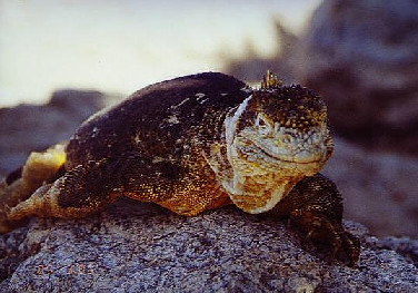Foto: Landleguan