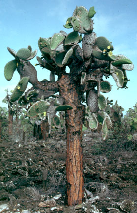 Foto: Baumopuntia