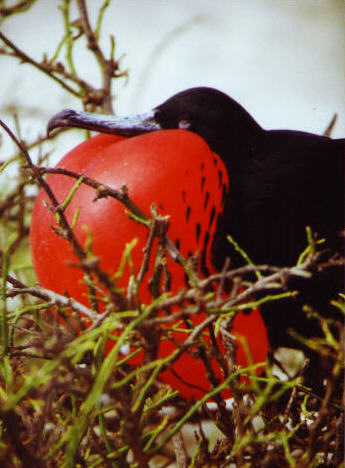 Foto: Fregattvogel