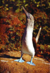 Blaufu&szlig;t&ouml;lpel