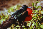 Fregattvogel