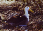 Albatross