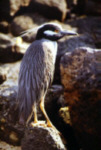 Krabbenreiher