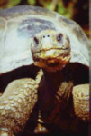 Riesenschildkr&ouml;te