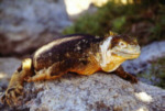 Landleguan