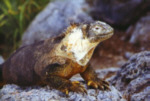 Landleguan