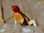 Lavaechse