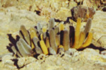 Lavakaktus