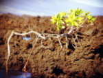 Mangrove