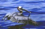 Pelikan