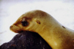 Seel&ouml;we