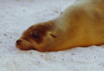 Seel&ouml;we