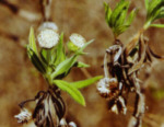 Scalesia