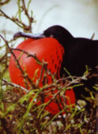 Fregattvogel