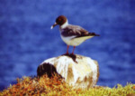 Gabelschwanzm&ouml;we