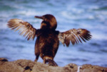 Flugunf&auml;higer Kormoran